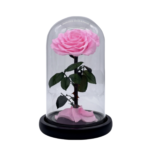 belle roos roze