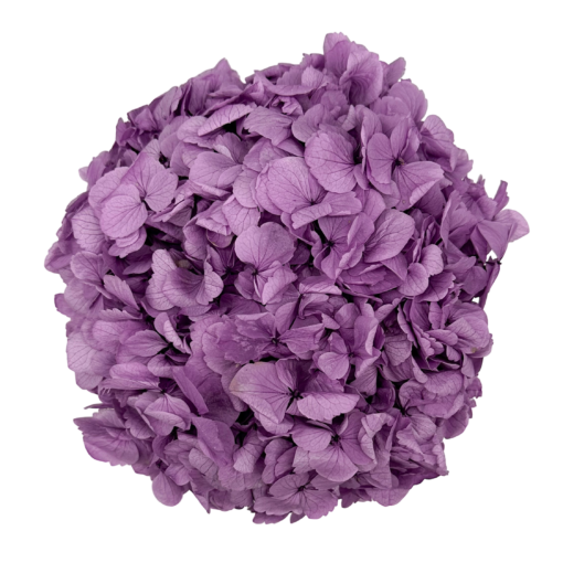 longlife lavender hydrangea small velvet round box