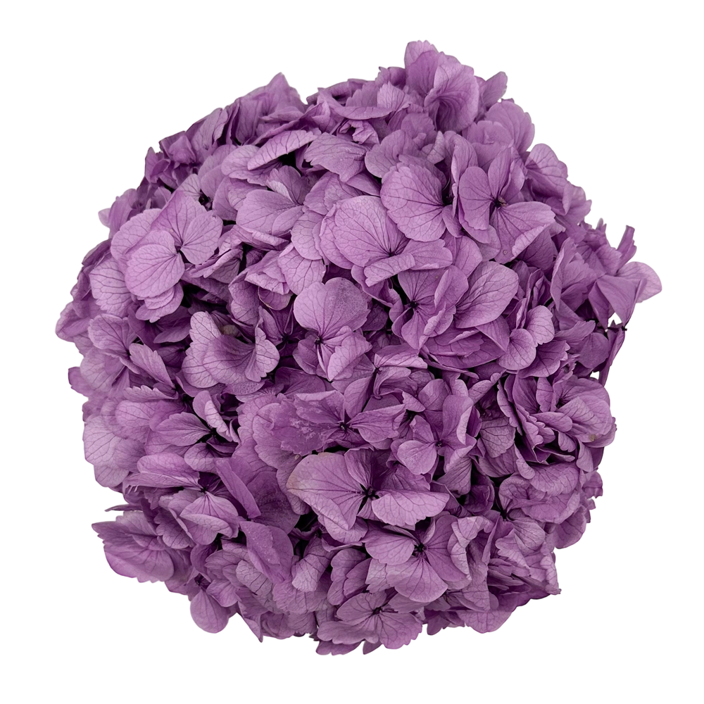 longlife hortensia lavender hydrangea small velvet round box bestellen bij maison flowers