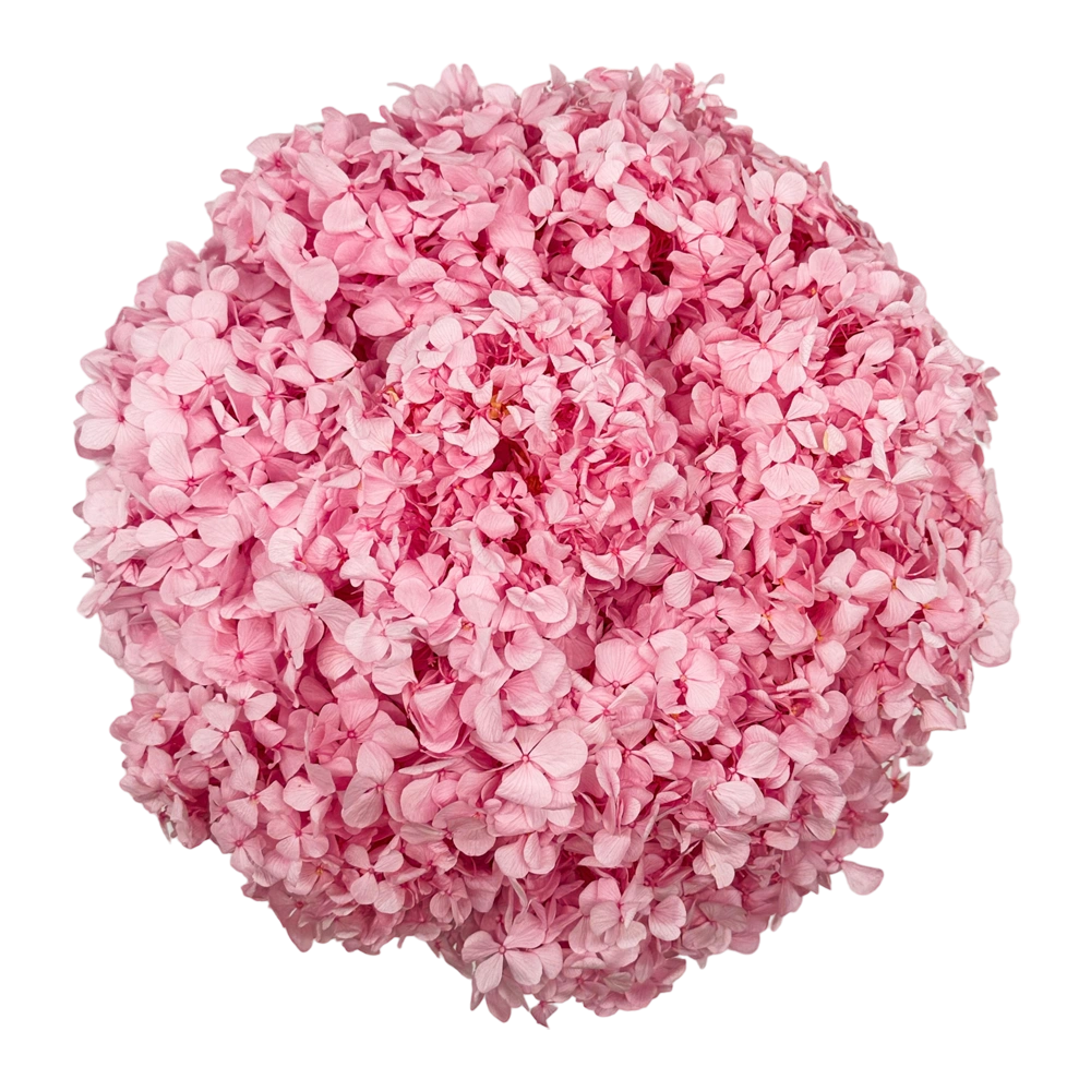 longlife hortensia pink hydrangea large round box bestellen bij maison flowers