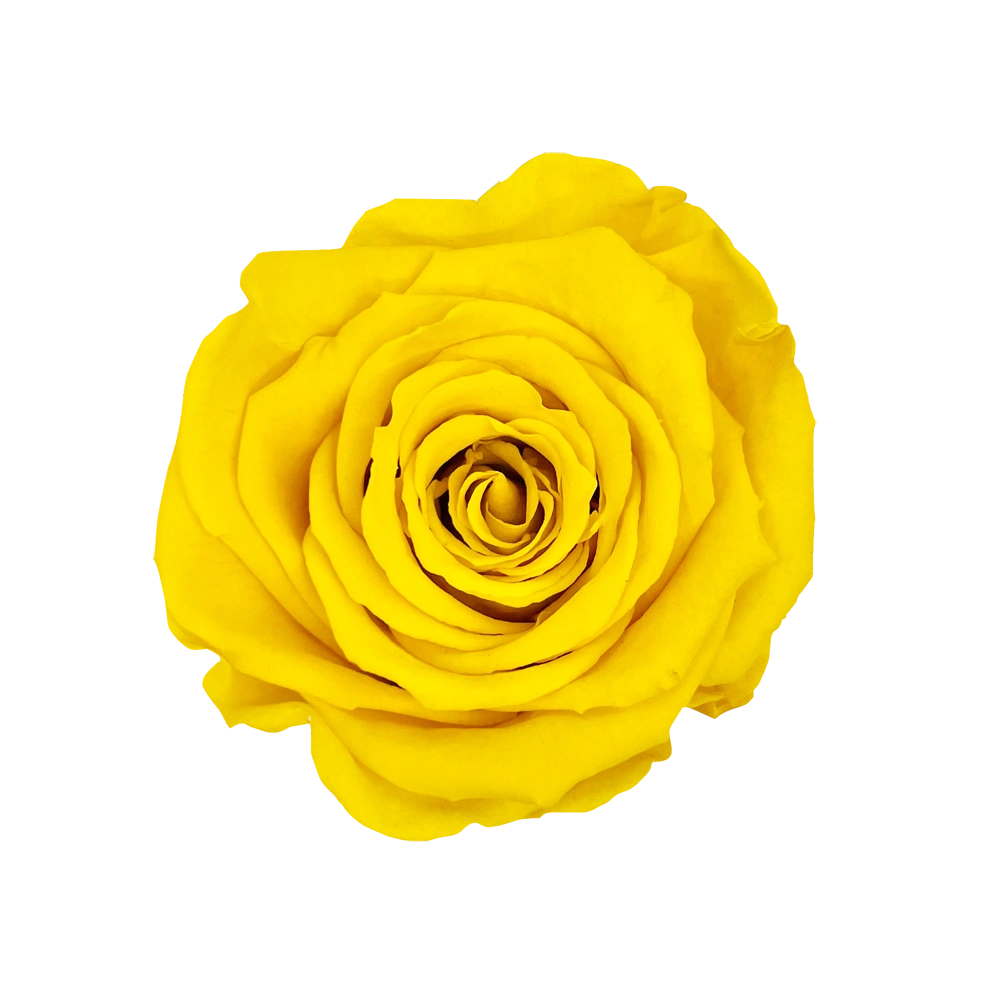 longlife rozen yellow baby velvet round box bestellen bij maison flowers