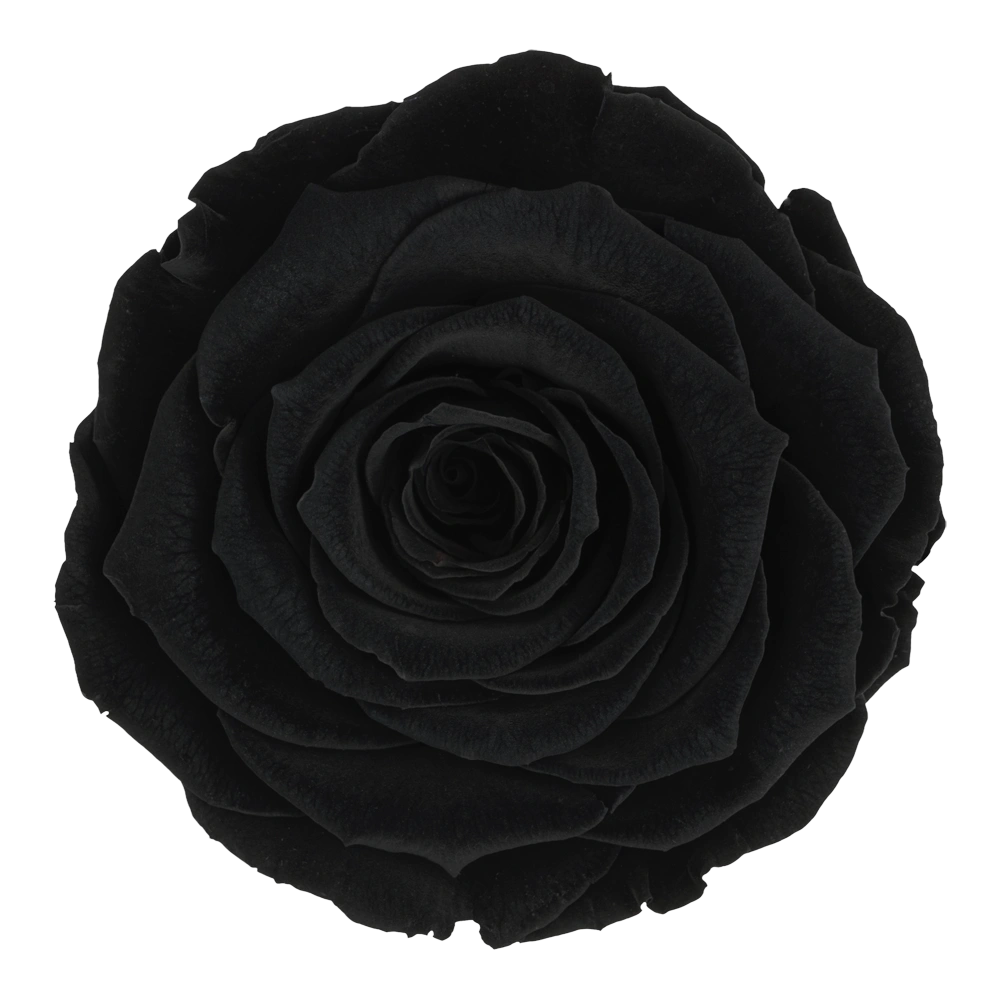 longlife roos black by maison flowers