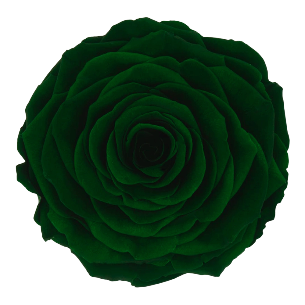 longlife roos dark green by maison flowers