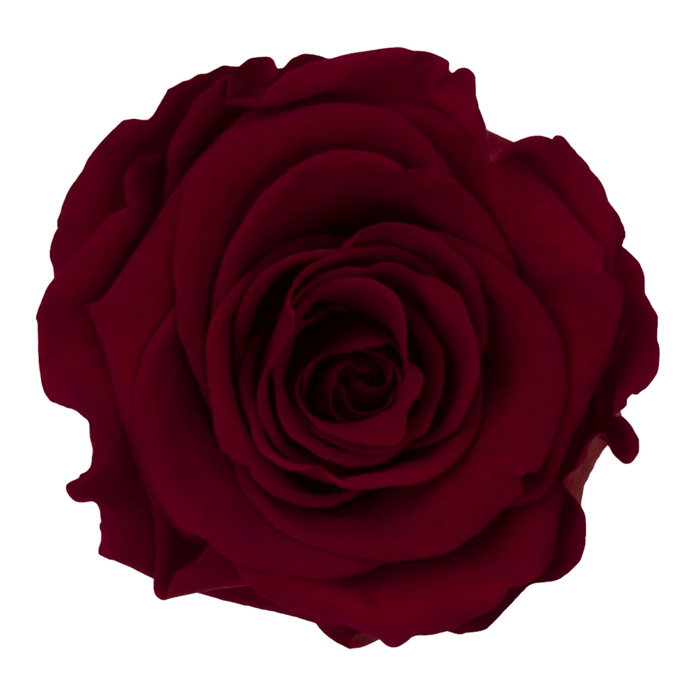 longlife roos dark red by maison flowers