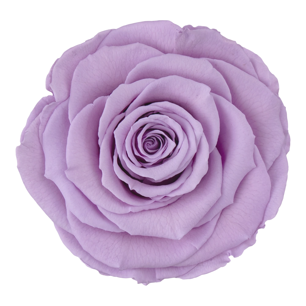 longlife roos lilac by maison flowers