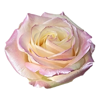 verse roos baby roze satijn