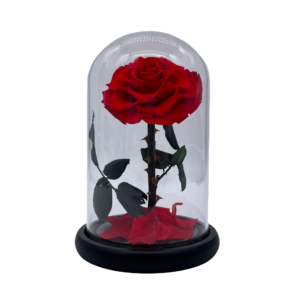 belle roos rood bestellen bij maison flowers