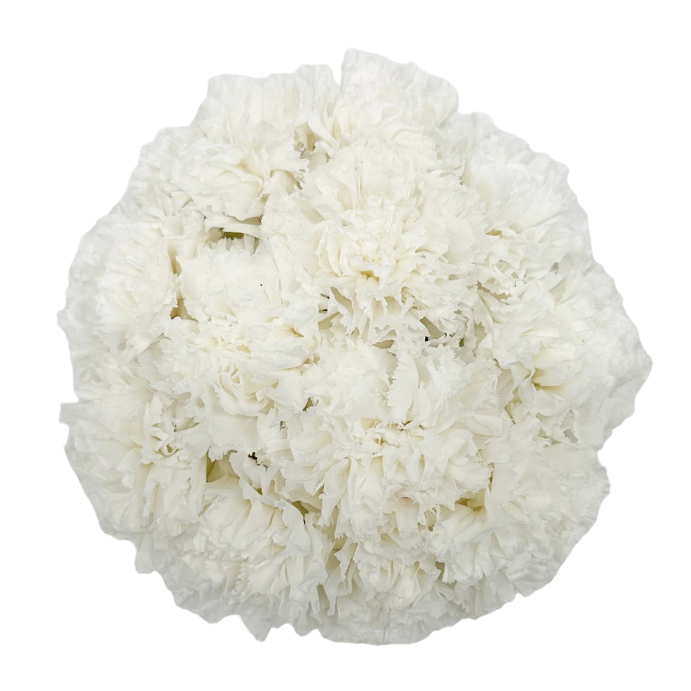 longlife anjers white carnation petite velvet round box bestellen bij maison flowers